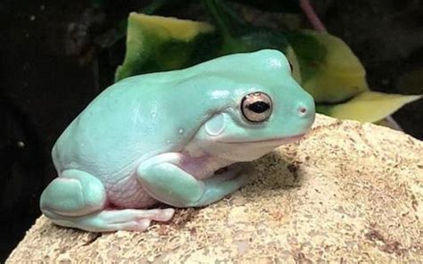 Whites Tree Frog Whites Tree Frog Frog Reptiles Pet