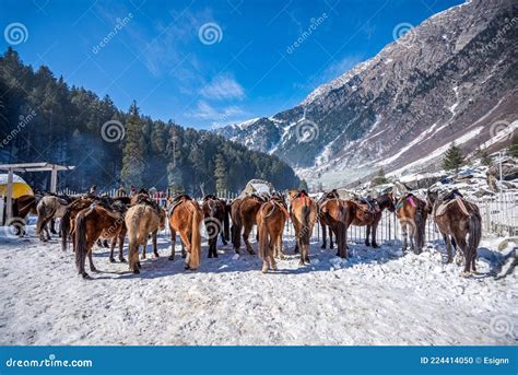 Beautiful View of Sonmarg in Winter, Sonmarg, Kashmir Editorial Image ...