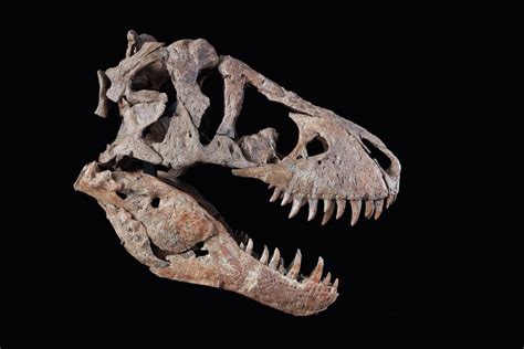 Tyrannosaurus Rex Skull Maximus Rex 2022 Sotheby S