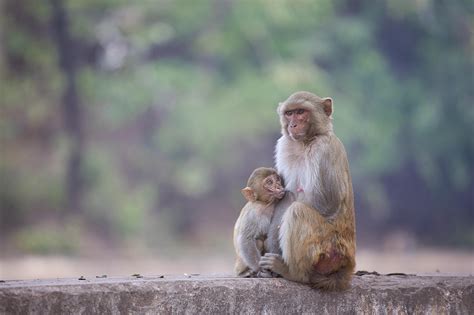 funny monkey face monkey images pixabay