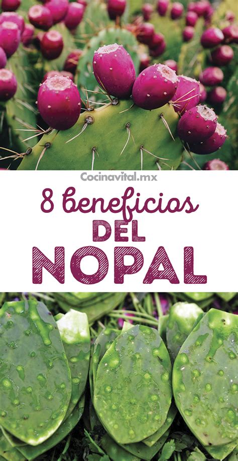 Estos Son Los 8 Beneficios Del Nopal Para Tu Salud Que Debes Conocer