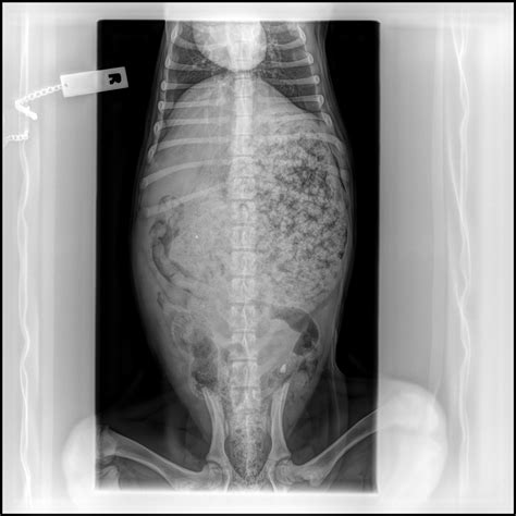 What Causes Inflammation Of The Stomach In Dogs at Jasper Rae blog