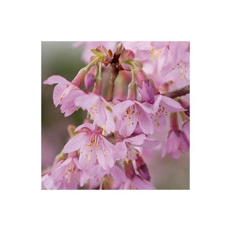 Prunus Okame Cherry Blossom Tree Cheap Fruit Trees Store