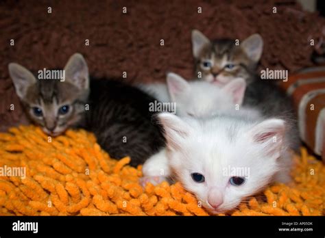 A Litter Of Pussy Cats Stock Photo Alamy