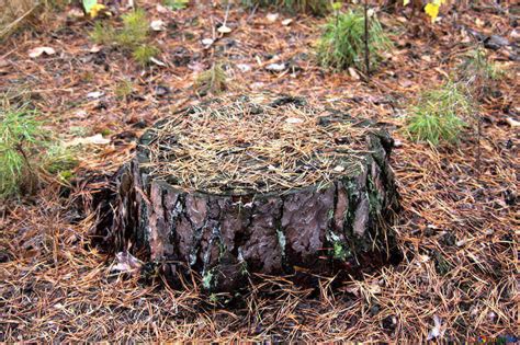 Five Reasons To Remove Tree Stumps From Your Property