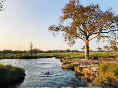 En Rioverde SLP está el árbol más antiguo de México Código San Luis