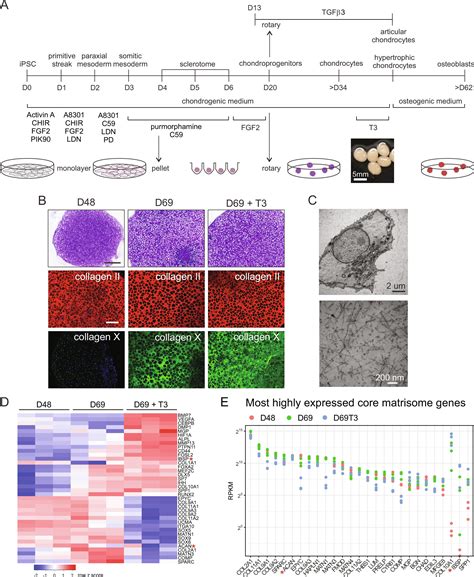 Modeling Human Skeletal Development Using Human Pluripotent Stem Cells