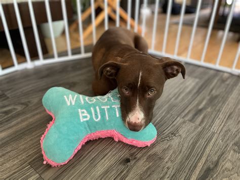 Petco Adoption Event in Wynnewood: Details and Schedule 14