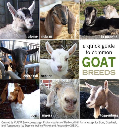 Know Your Goats Artofit