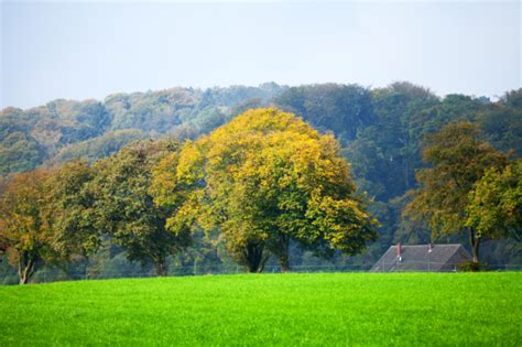 Wo kommen Eichen vor Verbreitung der Bäume