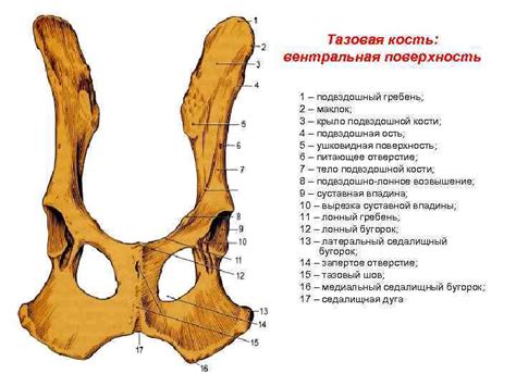 Строение Таза Картинки — Картинки фотографии