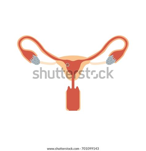 Color Silhouette Female Reproductive System Ovaries 库存矢量图（免版税）701099143