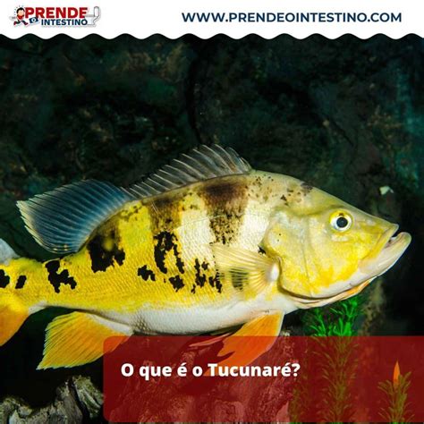 Tucunar Carregado Saiba Sobre Esse Peixe