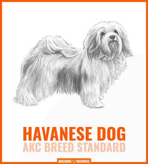 How To Breed Havanese Dogs — Background, Rearing, Health & FAQ