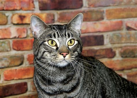 Portrait Of A Handsome Gray Tabby Cat Photograph By Sheila Fitzgerald