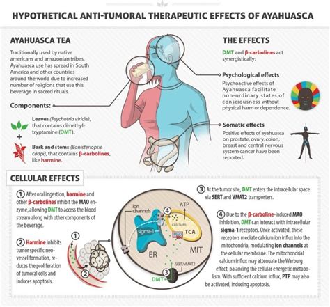 4 Scientific Benefits of Ayahuasca + Side Effects - SelfHacked