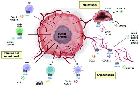 Schematic Representation Of The Role Of Chemokines And Chemokine