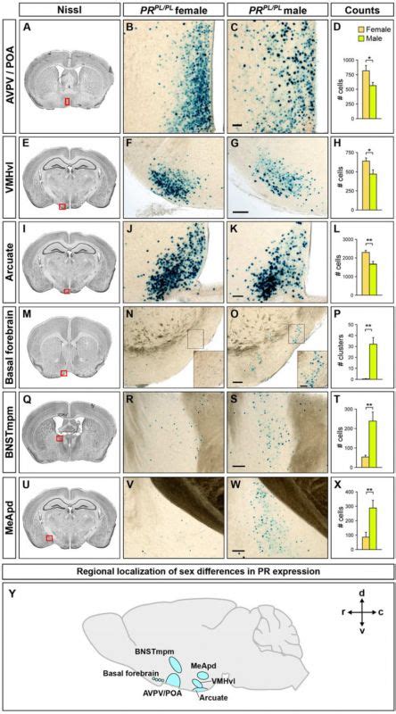 Human Sexual Dimorphism