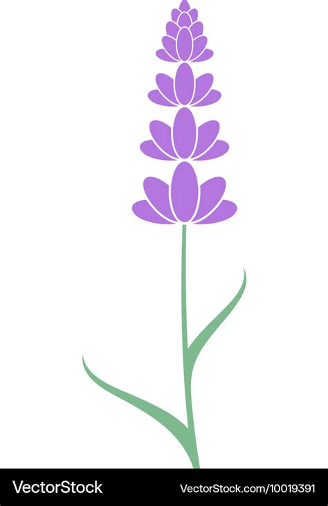 Lavender flower Royalty Free Vector Image - VectorStock