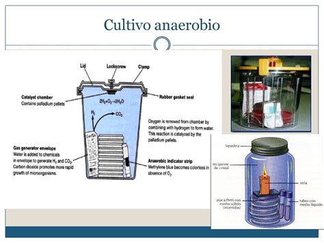 Fisiología bacteriana Bioq Denise Risnik ppt descargar