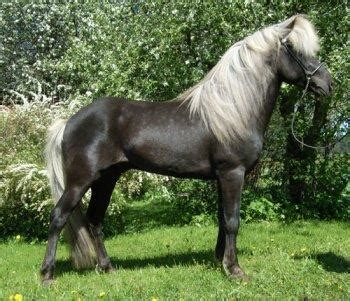 What color horse is this? - Page 3 - The Horse Forum