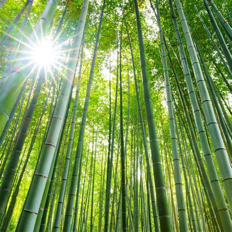 benefits  bamboo fabric  victor lopez blog