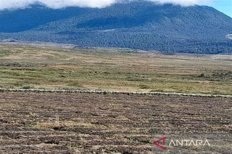 Bnpb Kekeringan Kabupaten Puncak Papua Picu Gagal Panen And 6 Meninggal Antara News