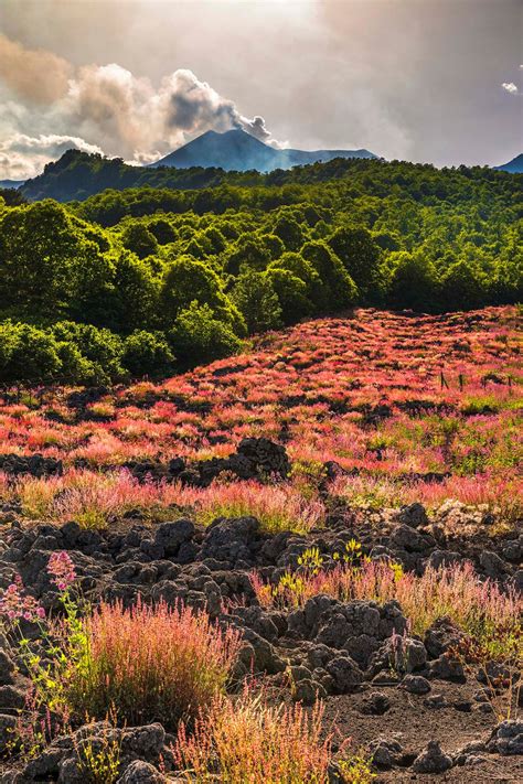 Etna Colata Lavica Infiorata Tra I Boschi Servizi Fotografici