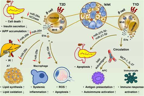 Islet Cell Derived Evs Promote The Development Of T1d T2d And Diabetic