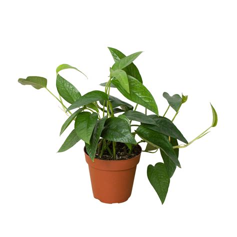 Pothos 'Cebu Blue' | Indoor Plant | Tropical Plant | Potted Plant – One