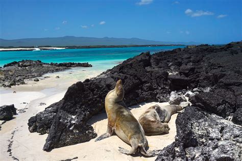 Viajar A Las Islas Gal Pagos Por Tu Cuenta Los Mejores Tours Playas Y