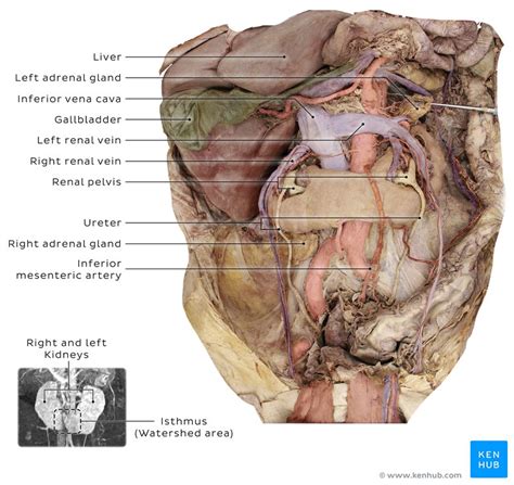 Inferior Vena Cava Anatomy And Function Kenhub