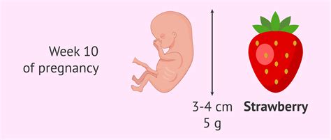 Measurements of the fetus at 10 weeks of pregnancy