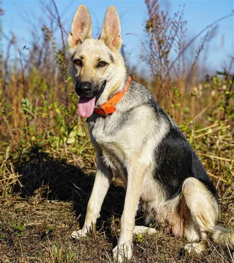 What’s So Special About The Black And Cream German Shepherd