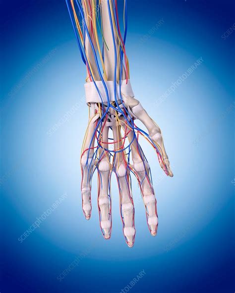 Human hand anatomy - Stock Image - F015/6000 - Science Photo Library