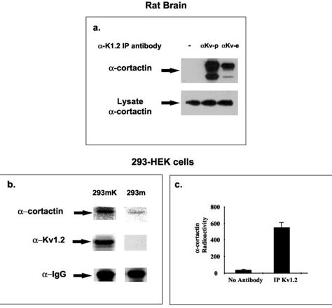 Cortactin Co Immunoprecipitates With Kv In Rat Brain And In A Hek