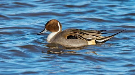 Northern Pintail Drake Anas Acuta In Flight Stock Image Image Of