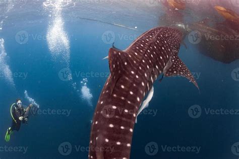 Whale Shark underwater approaching a scuba diver 20174223 Stock Photo ...