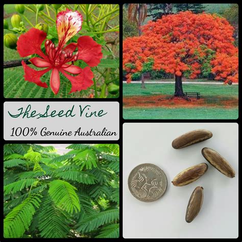 delonix regia royal poinciana  seed vine