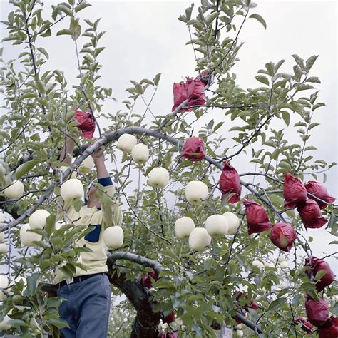 Qauzuy Garden Semillas De Manzana Blanca Raras Malus Domestica