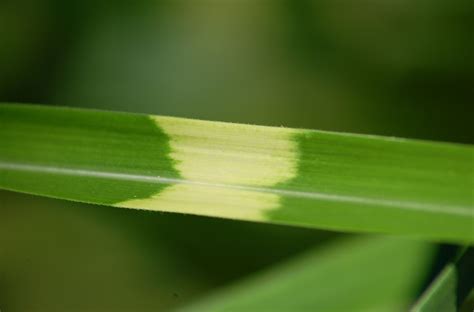 How to Grow and Care for Zebra Grass