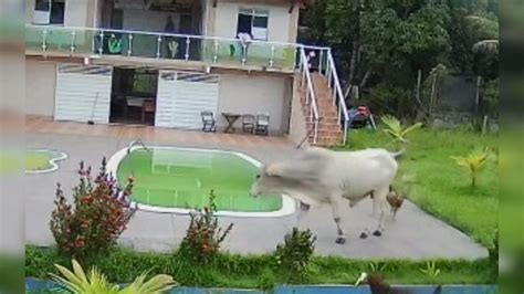 Vaca Invade Casa No S Tio Para Se Refrescar E Flagrada Por C Mera De