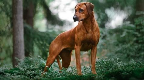 17 Red Dog Breeds Most Popular Breeds With Long And Short Red Coats