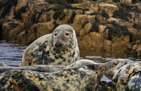 Leopard Seal Teeth - Animals Around The Globe