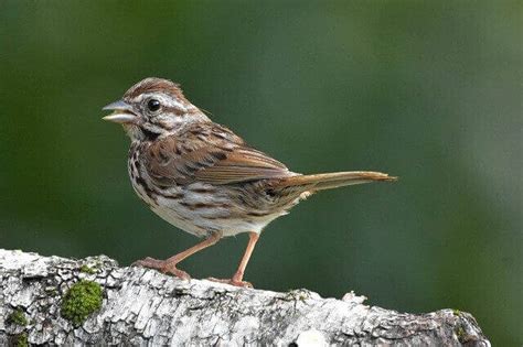 Discover The Backyard Birds In Ontario Canada Learn Bird