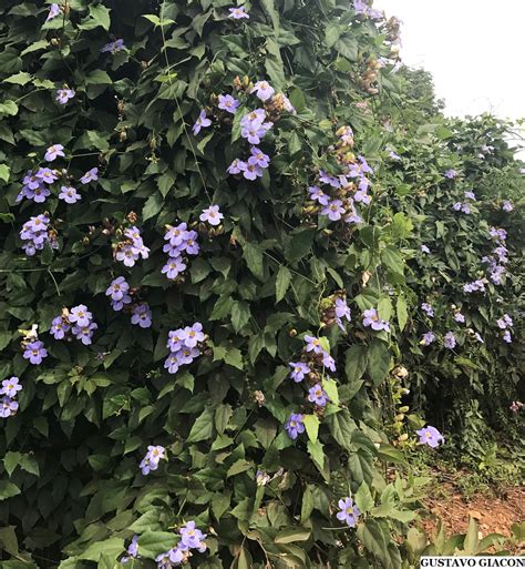 Tumbergia Trepadeira - Viveiro Ciprest - Plantas Nativas e Exóticas: Tumbérgia Azul Trepadeira ...
