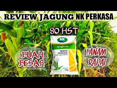 Jagung Nk Perkasa Hst Tanam Rapat Buah Dijamin Besar Youtube