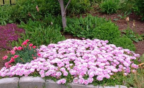 Ice Plant Ground Cover [Grow & Care Guide] - Plants Craze