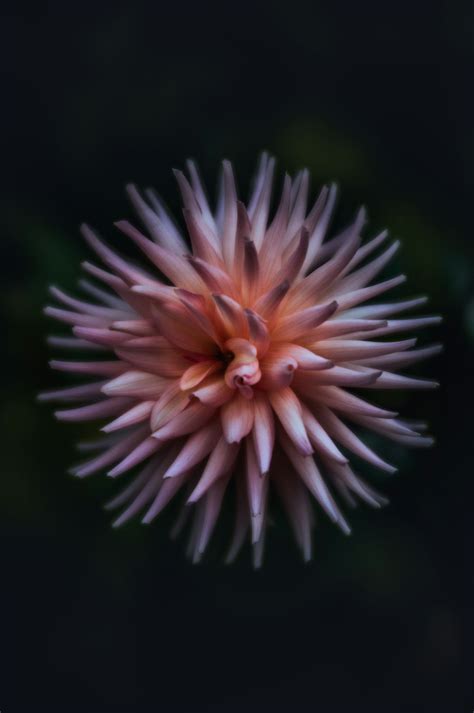 dahlia pinnata care tuberous perennial tips guide