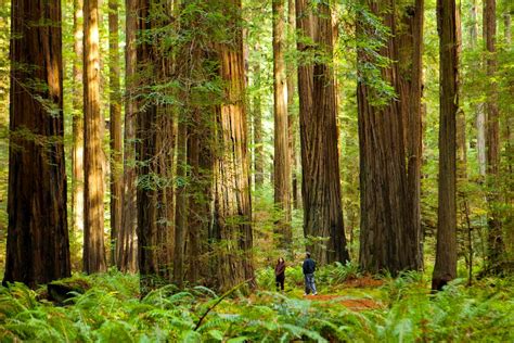 Humboldt Redwoods State Park